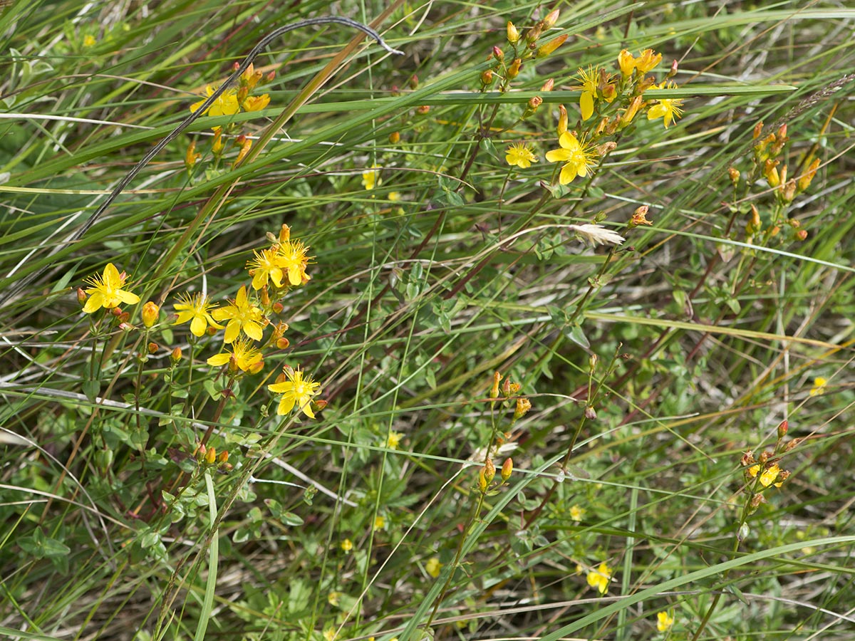 Hypericum pulchrum